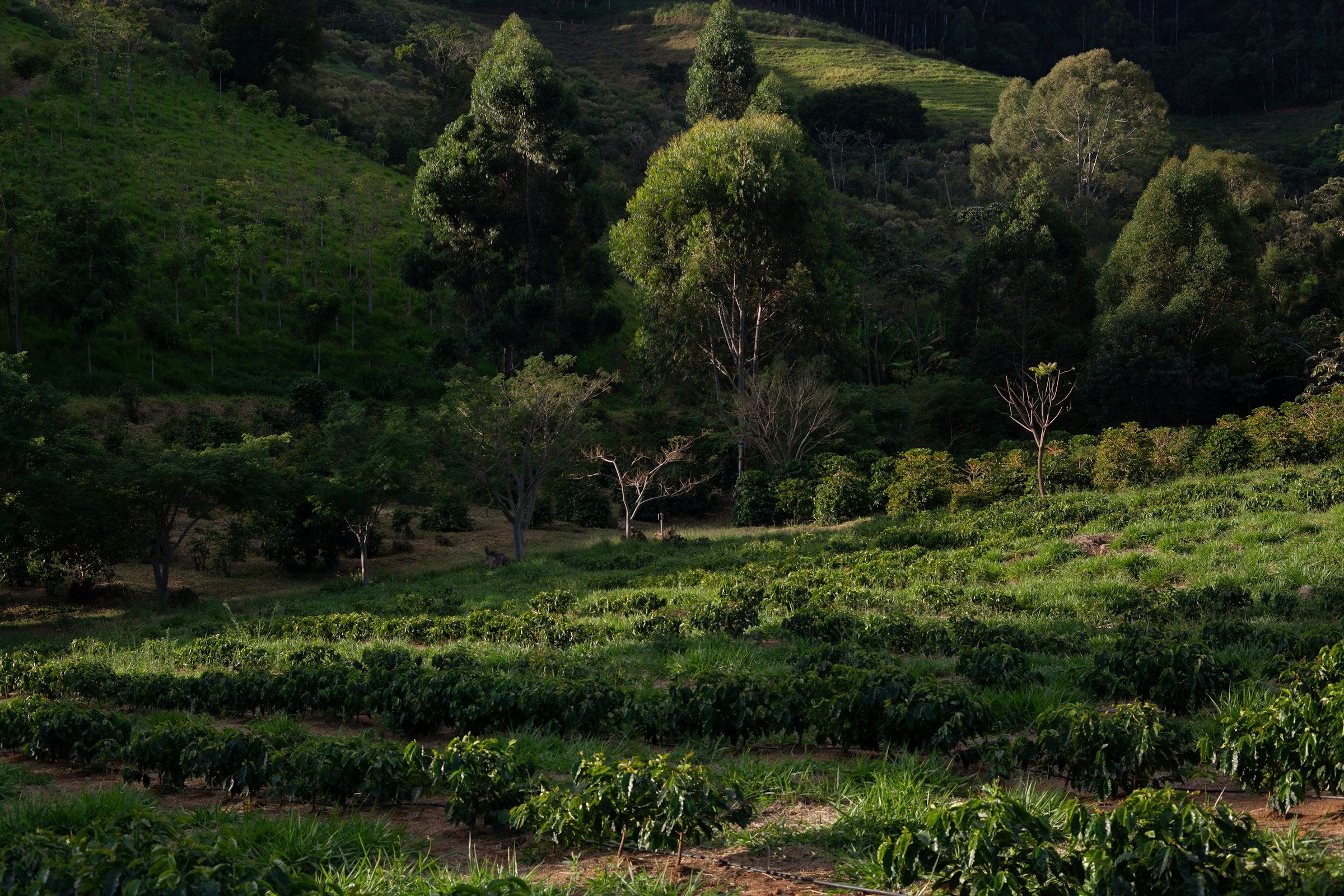 Hilly landscape with coffee plants and trees